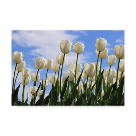 Trademark Fine Art Beata Czyzowska Young 'Tulips In The Sky' Canvas Art, 30x47 BC00457-C3047GG
